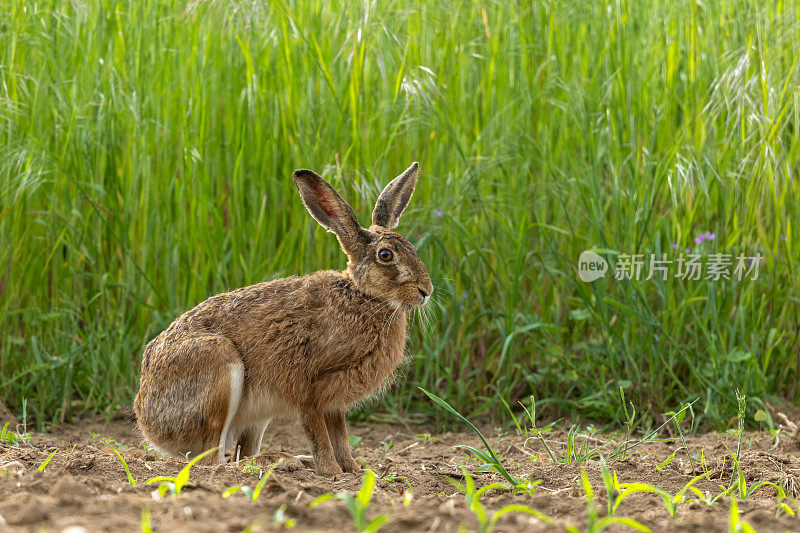 欧洲兔(Lepus europaeus)